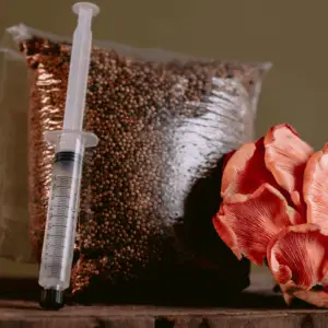 Sterilised Millet Mushroom Grain Spawn Bag