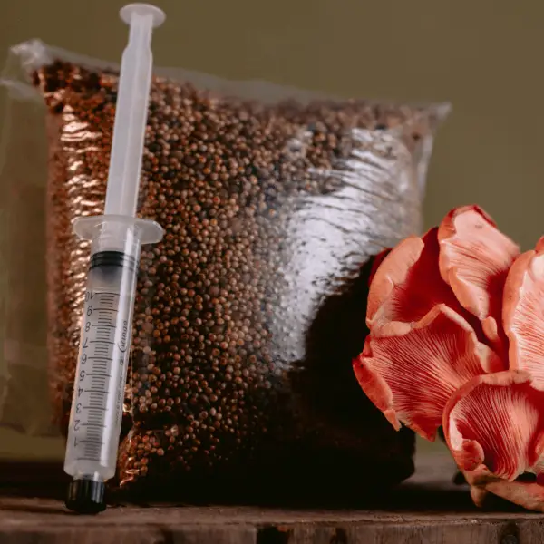 Sterilised Millet Mushroom Grain Spawn Bag