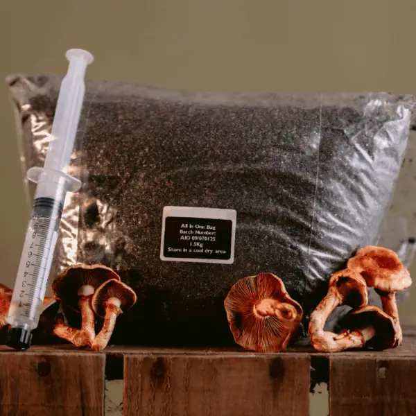 All in One Mushroom Grow Kit