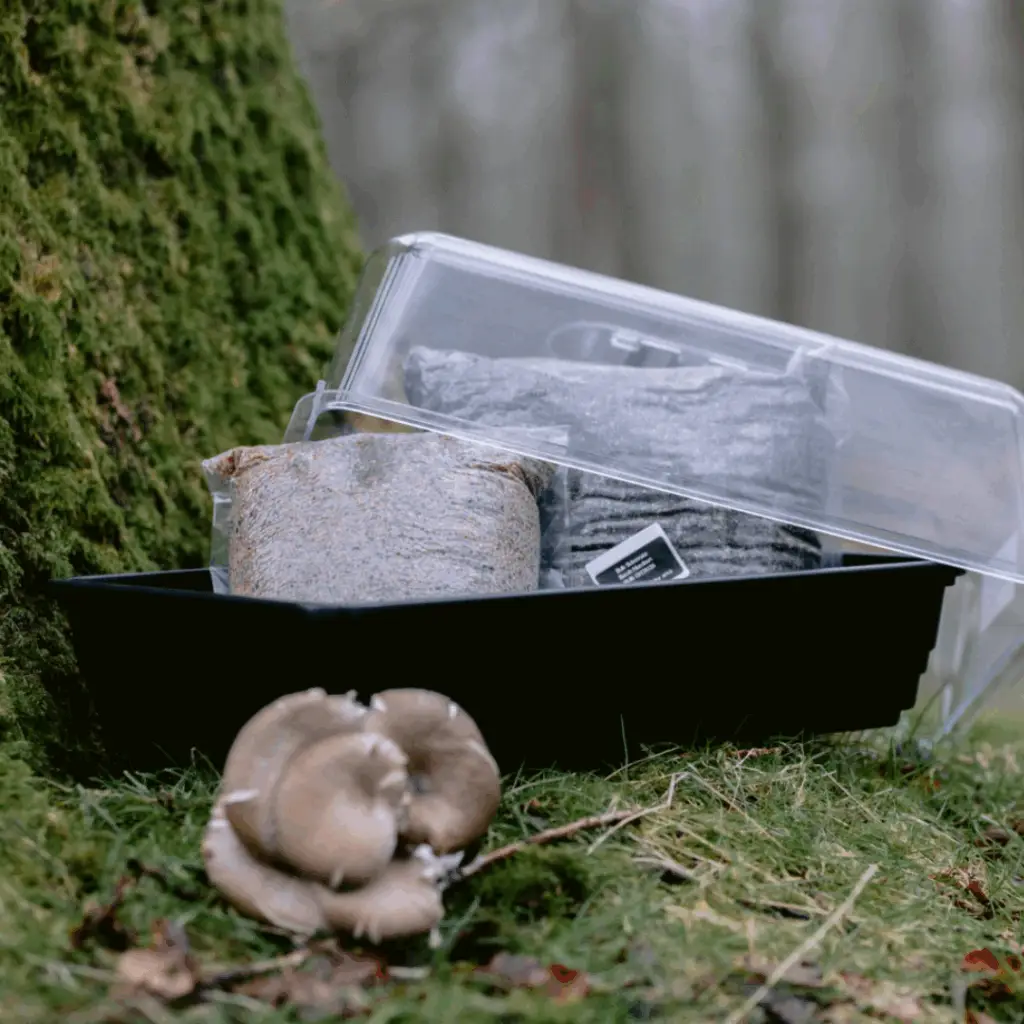 All in One Monotub Kit for Advanced Mycologists