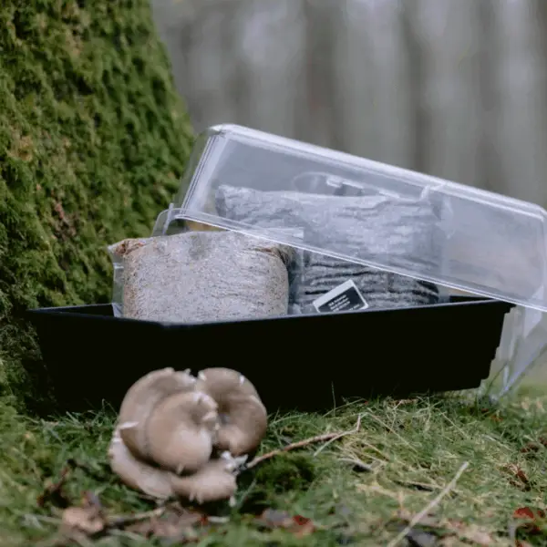 Full Monotub Mushroom Grow Kit