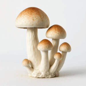 Rusty Whyte 10ml Spore Syringe