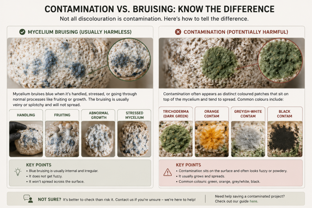Comparison of bruising to contamination and how this would present in a project.